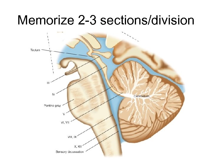 Memorize 2 -3 sections/division 