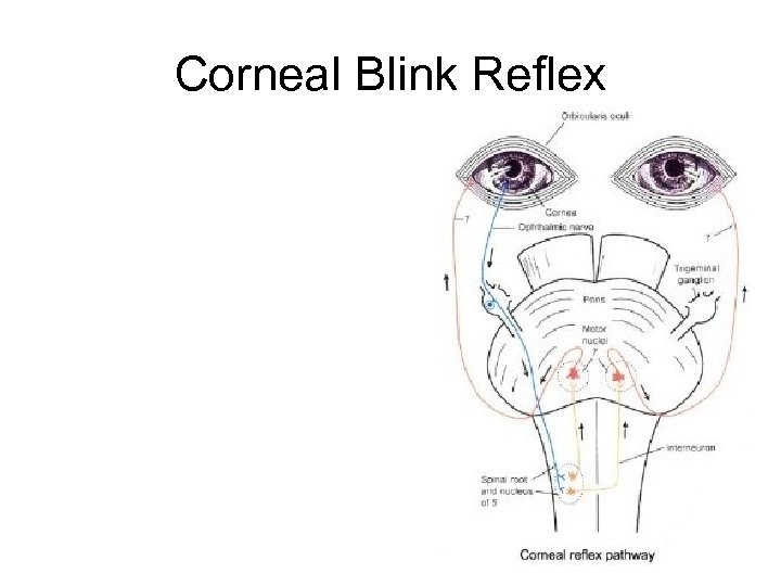 Corneal Blink Reflex 