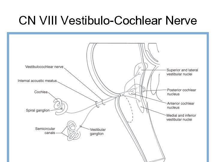 CN VIII Vestibulo-Cochlear Nerve 
