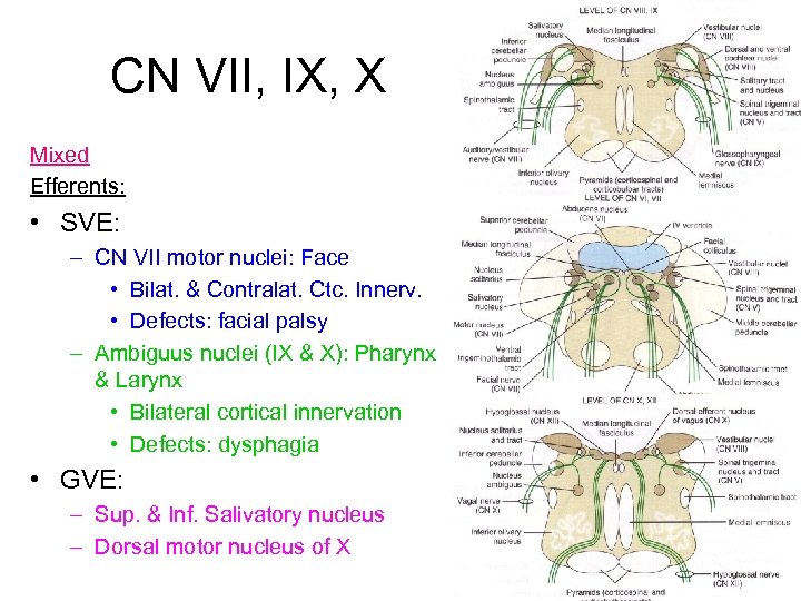 CN VII, IX, X Mixed Efferents: • SVE: – CN VII motor nuclei: Face