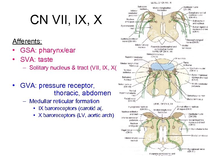 CN VII, IX, X Afferents: • GSA: pharynx/ear • SVA: taste – Solitary nucleus