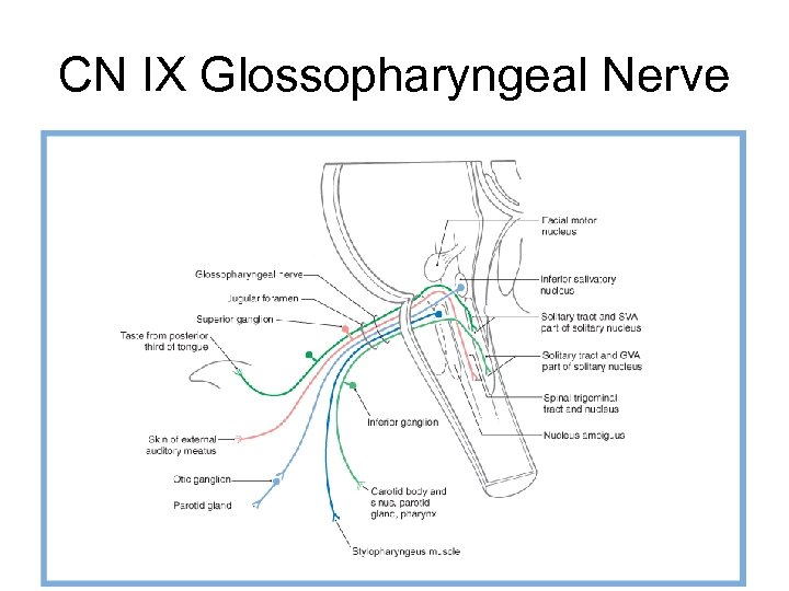 CN IX Glossopharyngeal Nerve 