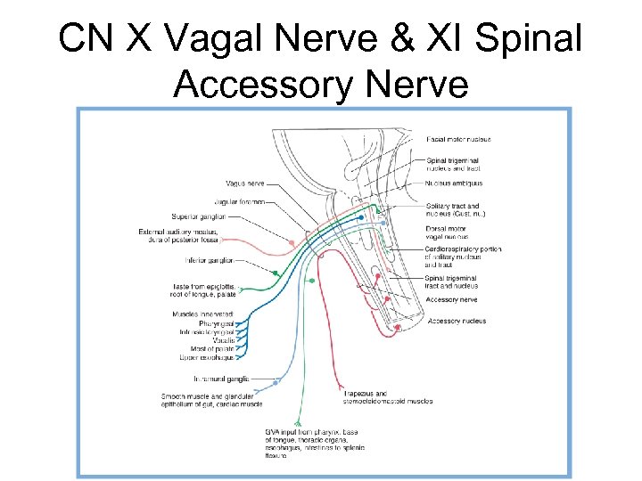 CN X Vagal Nerve & XI Spinal Accessory Nerve 