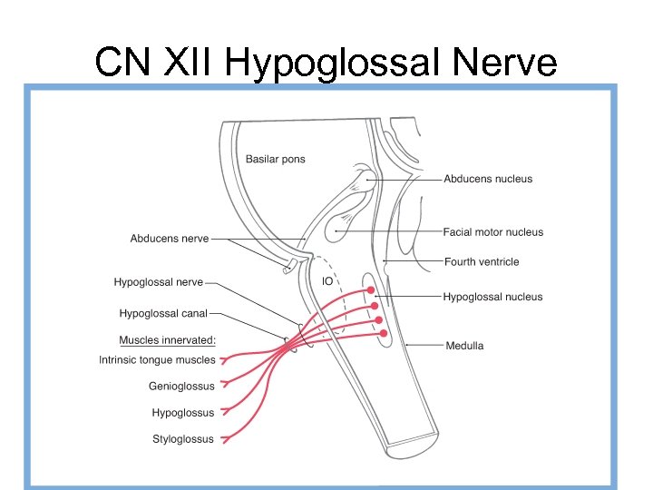 CN XII Hypoglossal Nerve 
