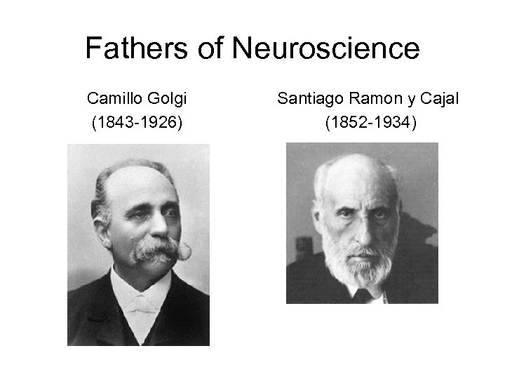 Fathers of Neuroscience Camillo Golgi (1843 -1926) Santiago Ramon y Cajal (1852 -1934) 
