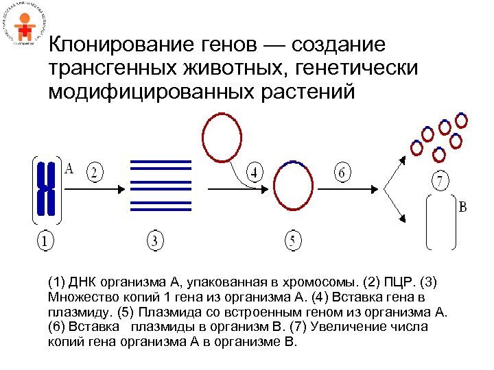 Получение множества копий генов кишечной палочки метод