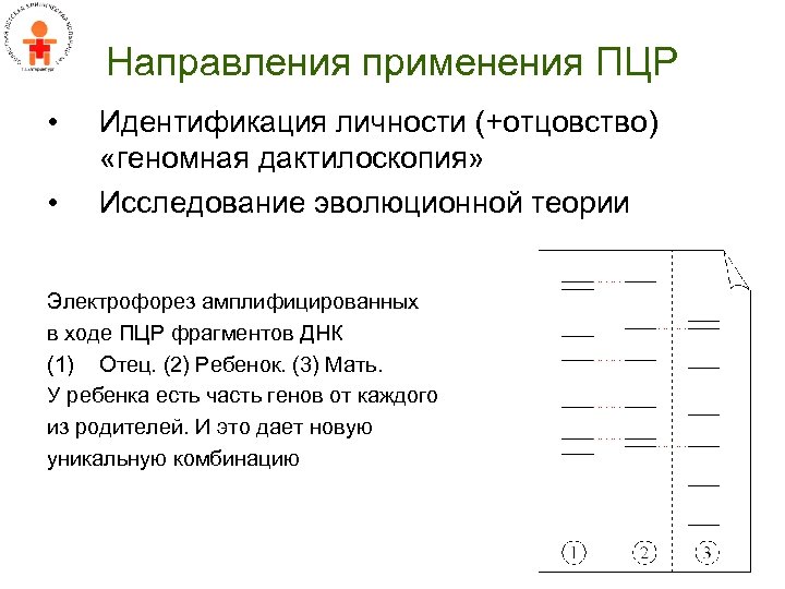 Направления применения ПЦР • • Идентификация личности (+отцовство) «геномная дактилоскопия» Исследование эволюционной теории Электрофорез