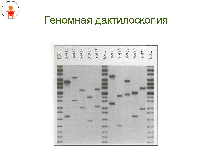 Геномная дактилоскопия 