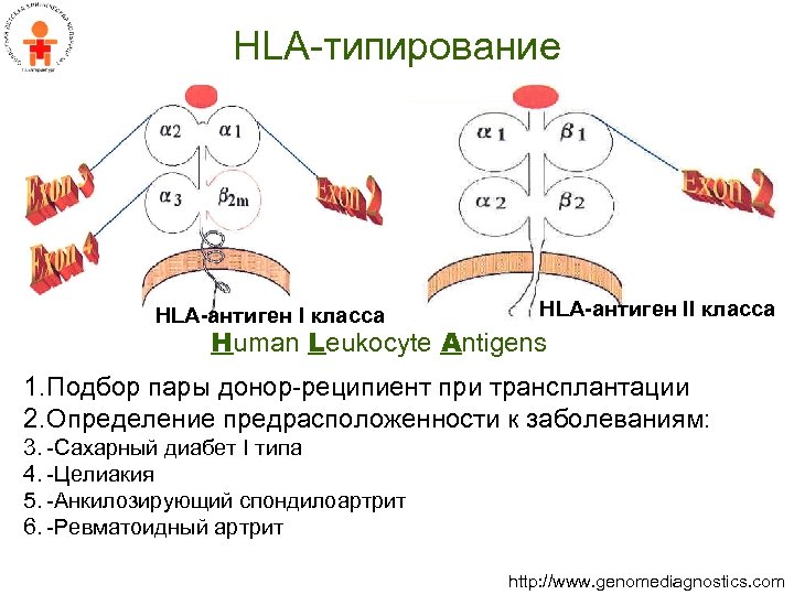 HLA-типирование HLA-антиген I класса HLA-антиген II класса Human Leukocyte Antigens 1. Подбор пары донор-реципиент