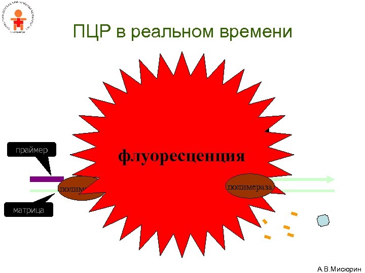 ПЦР в реальном времени метка праймер гаситель флуоресценция полимераза матрица А. В. Мисюрин 