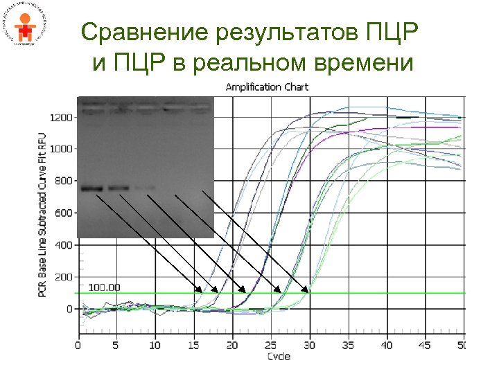 Пцр в реальном времени картинка