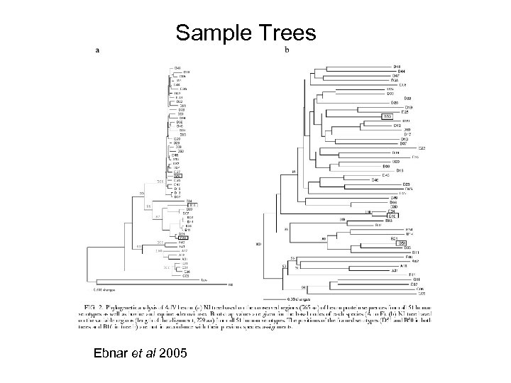 Sample Trees Ebnar et al 2005 