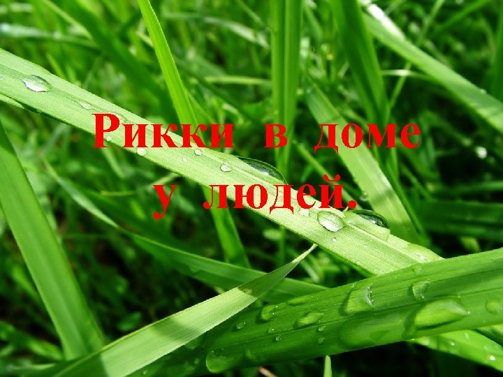 Рикки в доме у людей. 