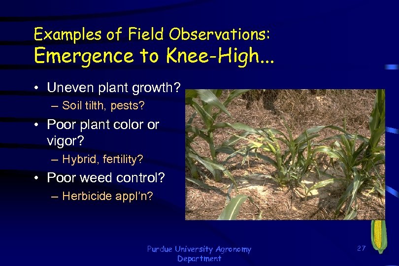 Examples of Field Observations: Emergence to Knee-High. . . • Uneven plant growth? –