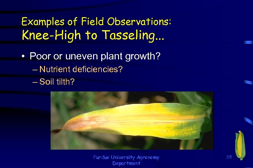 Examples of Field Observations: Knee-High to Tasseling. . . • Poor or uneven plant