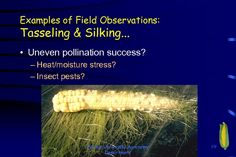 Examples of Field Observations: Tasseling & Silking. . . • Uneven pollination success? –