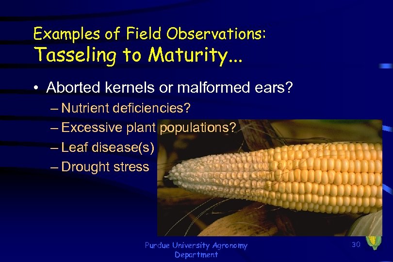 Examples of Field Observations: Tasseling to Maturity. . . • Aborted kernels or malformed