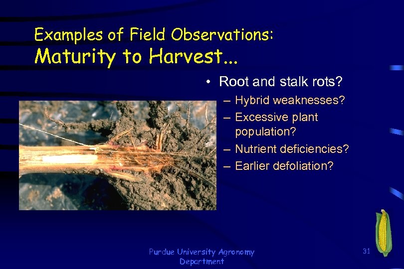 Examples of Field Observations: Maturity to Harvest. . . • Root and stalk rots?