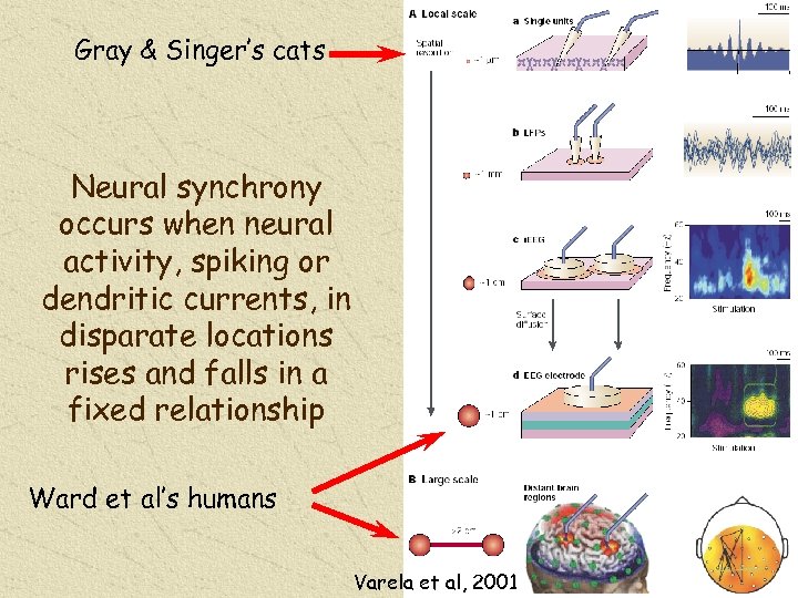 Gray & Singer’s cats Neural synchrony occurs when neural activity, spiking or dendritic currents,