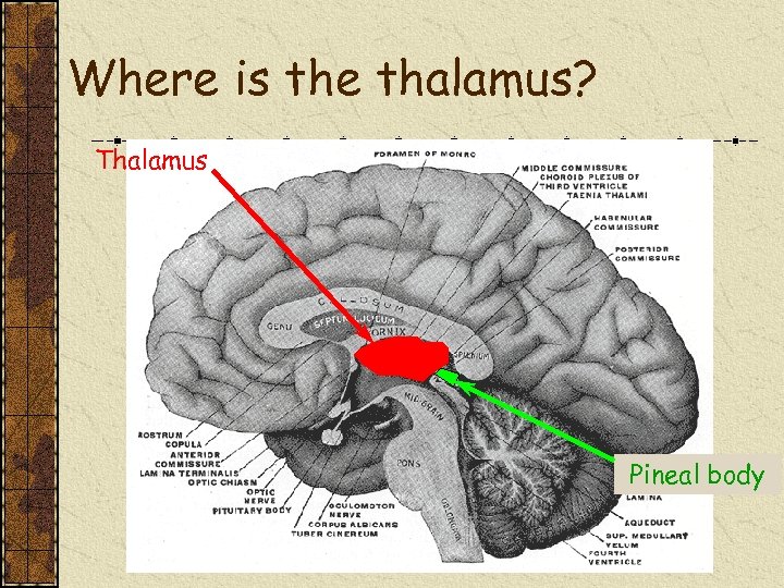 Where is the thalamus? Thalamus Pineal body 