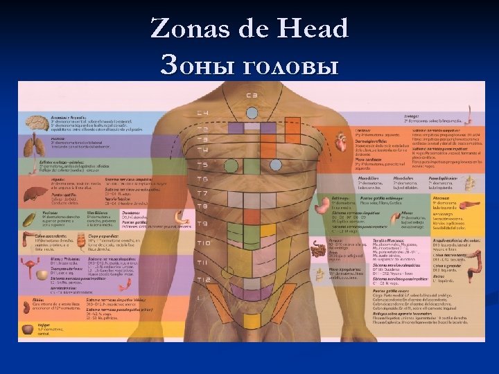 Zonas de Head Зоны головы 