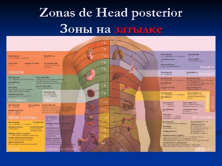 Zonas de Head posterior Зоны на затылке 