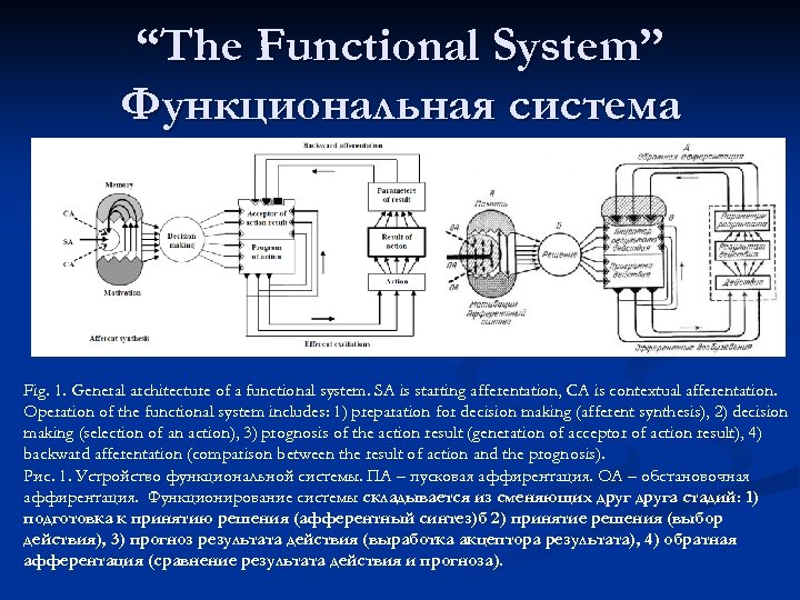 Принципиальная схема функциональной системы поведенческого уровня