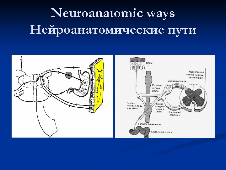 Neuroanatomic ways Нейроанатомические пути 