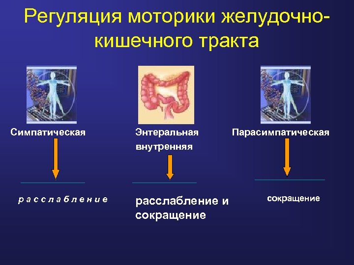 Регуляция моторики желудочнокишечного тракта Симпатическая расслабление Энтеральная внутренняя расслабление и сокращение Парасимпатическая сокращение 