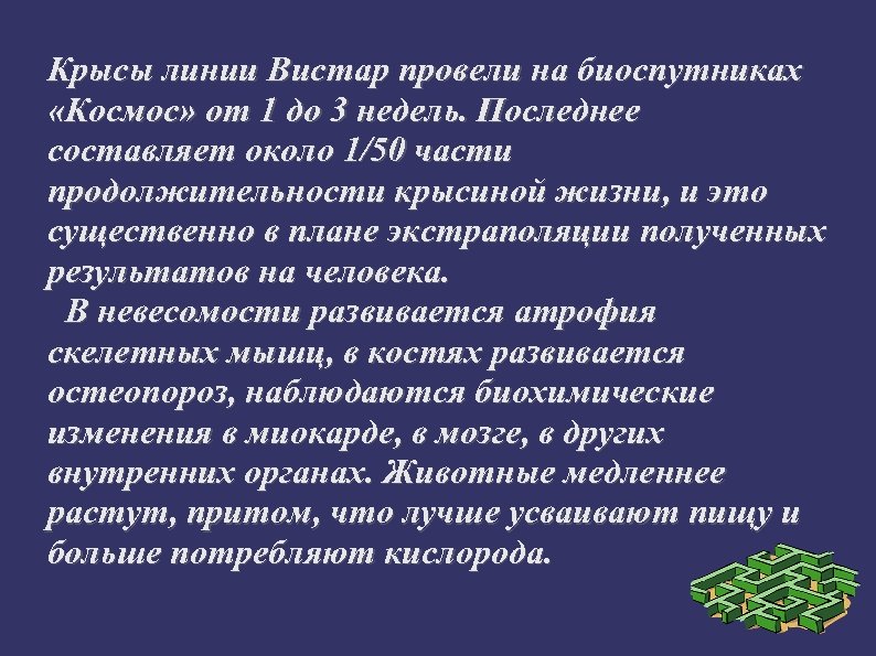 Крысы линии Вистар провели на биоспутниках «Космос» от 1 до 3 недель. Последнее составляет