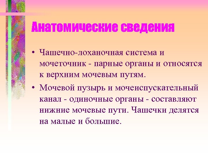 Анатомические сведения • Чашечно-лоханочная система и мочеточник - парные органы и относятся к верхним
