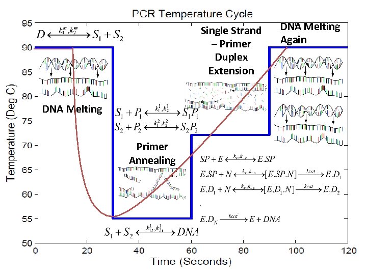 Single Strand – Primer Duplex Extension DNA Melting Again DNA Melting Primer Annealing 3/19/2018