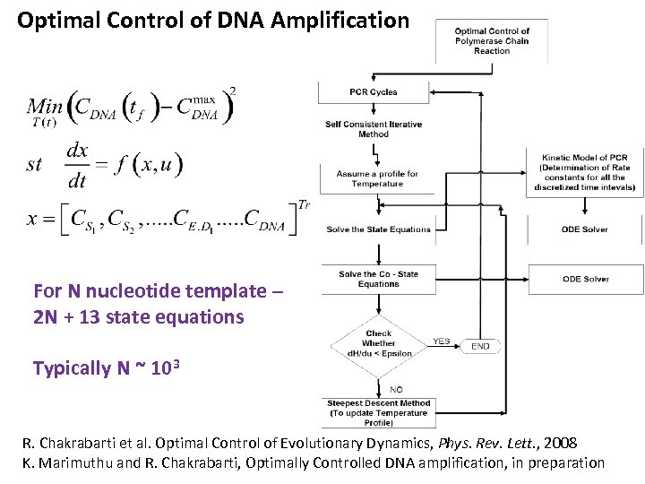 Optimal Control of DNA Amplification For N nucleotide template – 2 N + 13