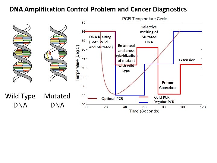 DNA Amplification Control Problem and Cancer Diagnostics Wild Type Mutated DNA 