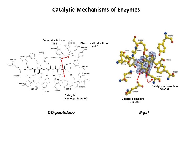 Catalytic Mechanisms of Enzymes General acid/base Y 159 Electrostatic stabilizer Lys 65 Catalytic nucleophile