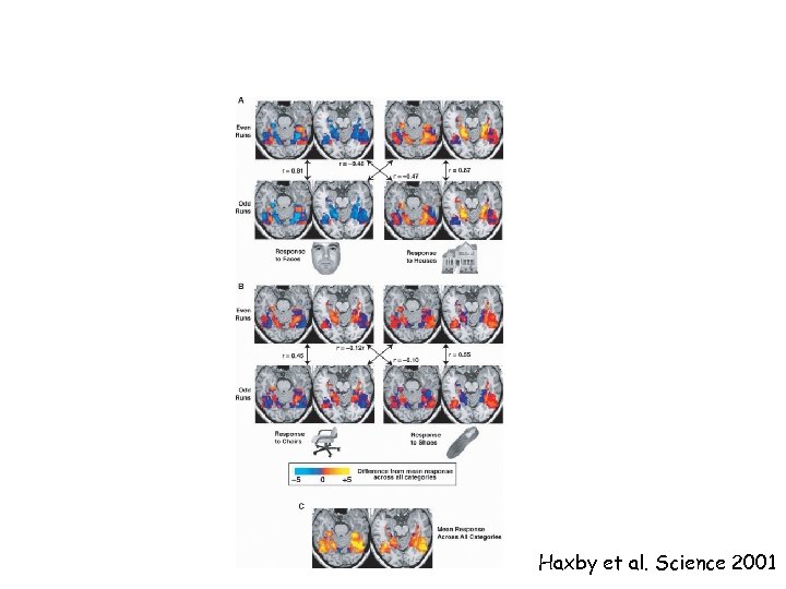 Haxby et al. Science 2001 