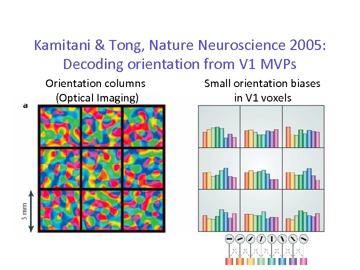 Kamitani & Tong, Nature Neuroscience 2005: Decoding orientation from V 1 MVPs Orientation columns