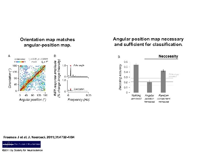 Orientation map matches angular-position map. Freeman J et al. J. Neurosci. 2011; 31: 4792
