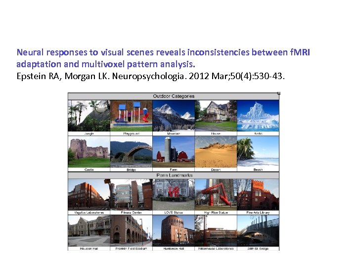 Neural responses to visual scenes reveals inconsistencies between f. MRI adaptation and multivoxel pattern