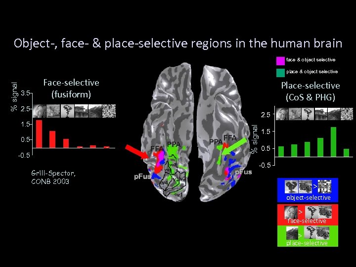Object-, face- & place-selective regions in the human brain face & object selective 3.