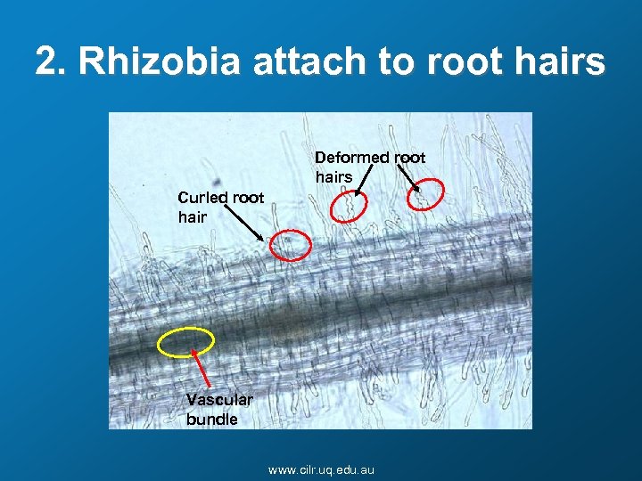 2. Rhizobia attach to root hairs Deformed root hairs Curled root hair Vascular bundle