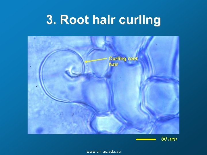 3. Root hair curling 50 mm www. cilr. uq. edu. au 