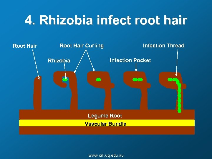 4. Rhizobia infect root hair Root Hair Curling Rhizobia Infection Thread Infection Pocket Legume