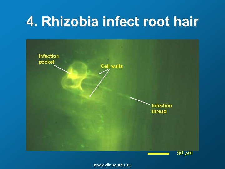 4. Rhizobia infect root hair 50 mm www. cilr. uq. edu. au 