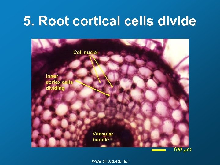 5. Root cortical cells divide 100 mm www. cilr. uq. edu. au 