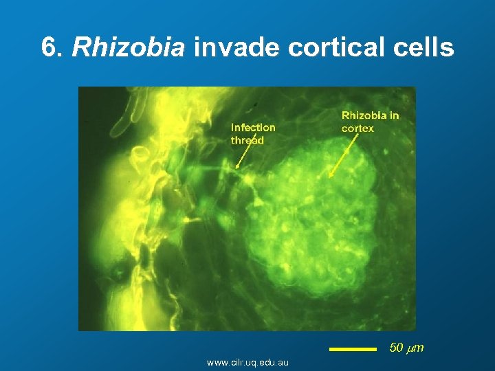 6. Rhizobia invade cortical cells 50 mm www. cilr. uq. edu. au 