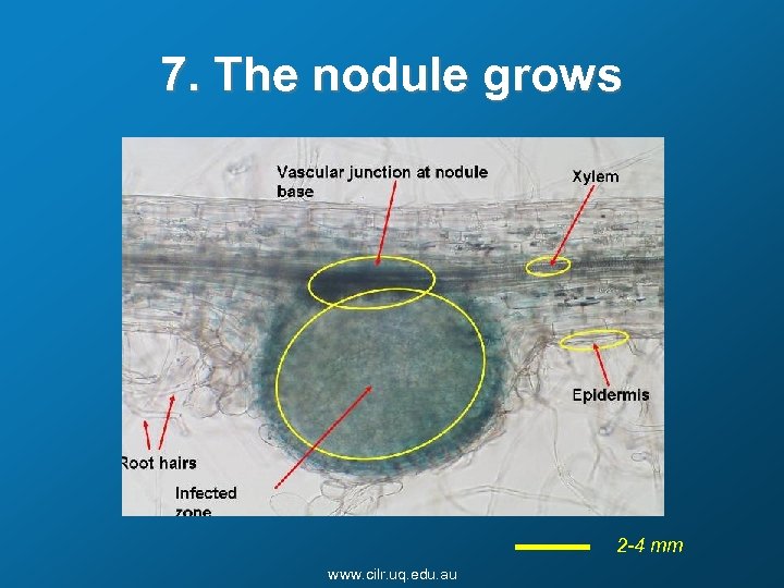 7. The nodule grows 2 -4 mm www. cilr. uq. edu. au 