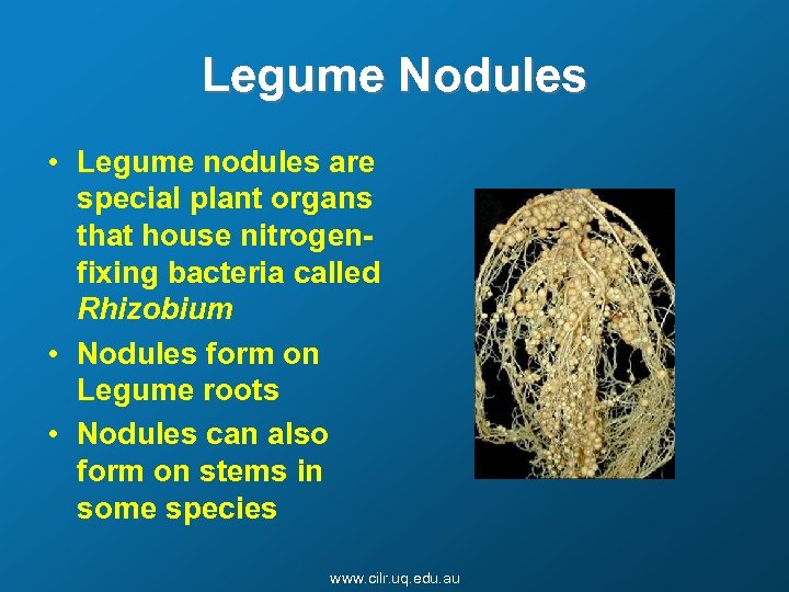 Legume Nodules • Legume nodules are special plant organs that house nitrogenfixing bacteria called
