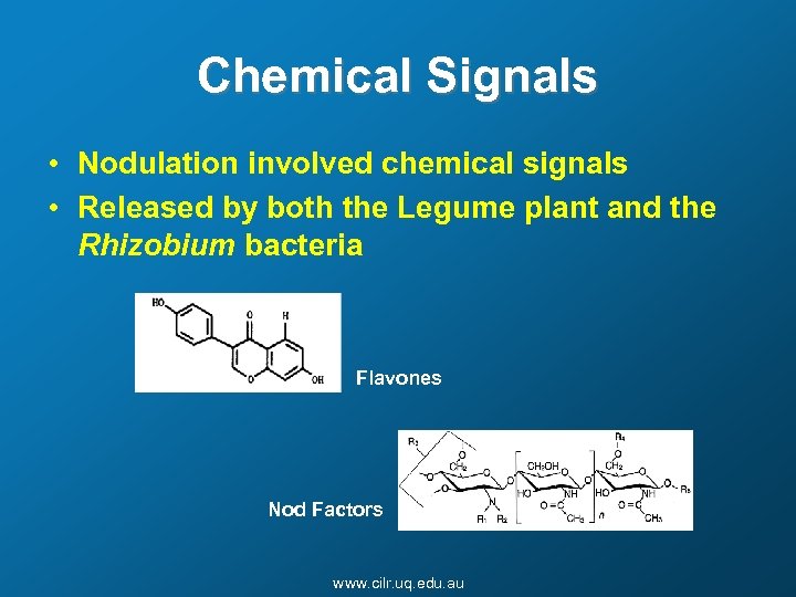 Chemical Signals • Nodulation involved chemical signals • Released by both the Legume plant