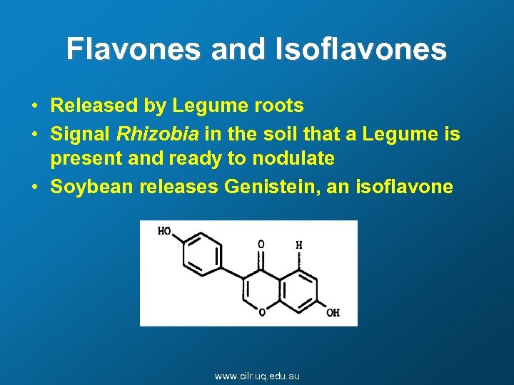 Flavones and Isoflavones • Released by Legume roots • Signal Rhizobia in the soil
